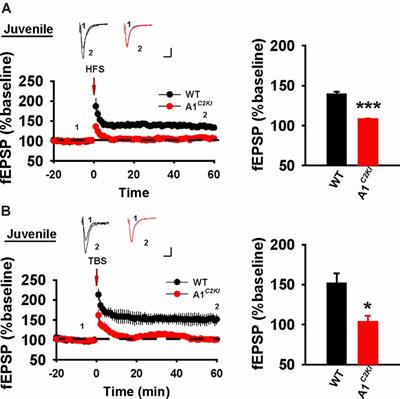 The Requirement of the C-Terminal Domain of GluA1 in Different Forms of Long-Term Potentiation in the Hippocampus Is Age-Dependent